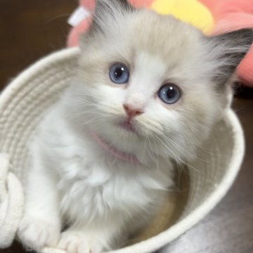 ラグドール【東京都・女の子・2025年10月20日・シールポイントバイカラー】の写真「遊ぶの大好き長女ちゃん💕」