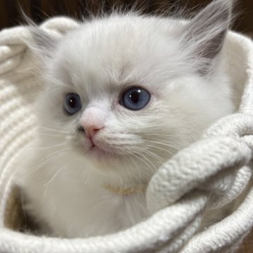 ラグドール【東京都・男の子・2025年10月7日・ブルーポイント】の写真「三男くん」