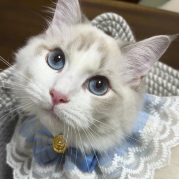 ラグドール【東京都・男の子・2025年4月7日・ブルーリンクスポイントバイカラー】の写真「次男くん　凛々しいお顔✨遊んでとお話ししてくれます」