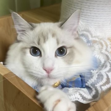 ラグドール【東京都・男の子・2025年4月7日・ブルーリンクスポイントバイカラー】の写真「次男くん　凛々しいお顔✨遊んでとお話ししてくれます」