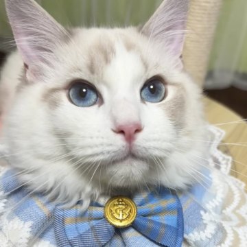 ラグドール【東京都・男の子・2025年4月7日・ブルーリンクスポイントバイカラー】の写真「次男くん　凛々しいお顔✨遊んでとお話ししてくれます」