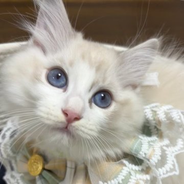 ラグドール【東京都・男の子・2025年4月7日・ブルーリンクスポイントバイカラー】の写真「末っ子　甘えたくん」
