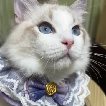 ラグドール【東京都・男の子・2025年4月7日・ブルーポイントバイカラー】の写真「長男　くっついてくる甘えん坊さん💕」