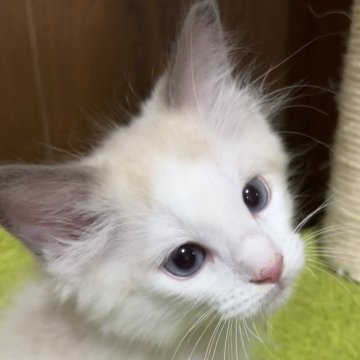 ラグドールの子猫を探す｜ブリーダー直販の子猫販売【みんなの