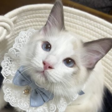 ラグドール【東京都・男の子・2025年5月22日・ブルーポイントバイカラー】の写真「❣️両親遺伝子検査クリア✨期間限定ワクチン代込み」