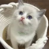 ラグドール【東京都・女の子・2025年10月7日・ブルーポイントバイカラー】の写真1「長女」