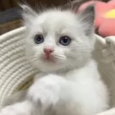 ラグドール【東京都・男の子・2025年10月7日・ブルーポイントバイカラー】の写真2