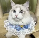 ラグドール【東京都・男の子・2025年4月7日・ブルーリンクスポイントバイカラー】の写真4