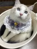 ラグドール【東京都・男の子・2025年4月7日・ブルーポイントバイカラー】の写真4「足ぴーん😆」
