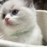 ラグドール【東京都・女の子・2025年10月7日・ブルーポイントバイカラー】の写真3