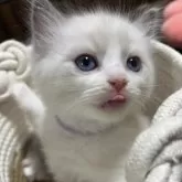 ラグドール【東京都・男の子・2025年10月7日・ブルーポイントバイカラー】の写真4「ぺろっとする姿もかわいい😋」