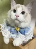 ラグドール【東京都・男の子・2025年4月7日・ブルーリンクスポイントバイカラー】の写真2