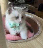 ラグドール【東京都・女の子・2024年11月8日・シールポイントバイカラー】の写真11