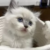 ラグドール【東京都・男の子・2025年10月7日・ブルーポイント】の写真2