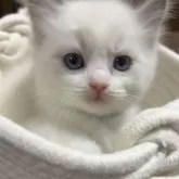 ラグドール【東京都・男の子・2025年10月7日・ブルーポイントバイカラー】の写真6