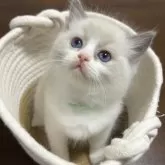 ラグドール【東京都・女の子・2025年10月7日・ブルーポイントバイカラー】の写真4「つぶらな瞳がかわいい🩷」