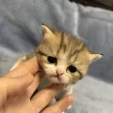 エキゾチックショートヘア【神奈川県・女の子・2023年11月28日・シルバータビー】の写真1