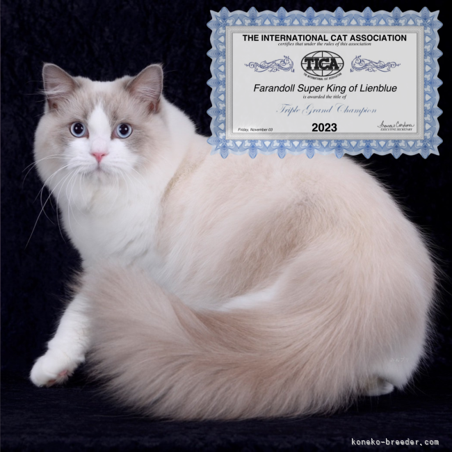 💎ラボ君💎🌏🇯🇵🏆TICA:Triple Grand Champion｜高林　弥生(たかばやし　やよい)ブリーダー(奈良県・シャルトリューなど・CFA/TICA/NAG登録)の紹介写真5