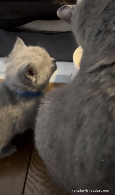 高林弥生ブリーダーのブログ：子猫たちの可愛い朝のひとコマ☀️