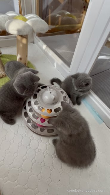 高林弥生ブリーダーのブログ：✨気になる子猫はお早めにご連絡ください📨