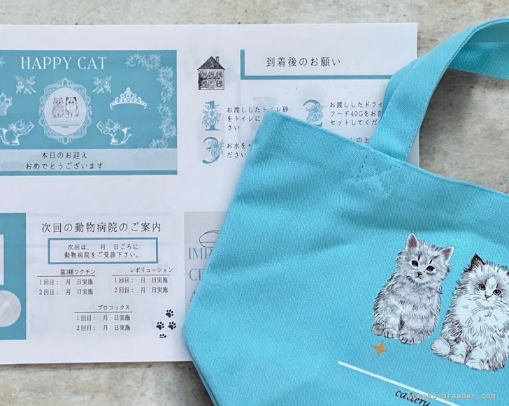高林弥生ブリーダーのブログ：🐾 初めての子猫を迎える方へ、しっかりバックアップします