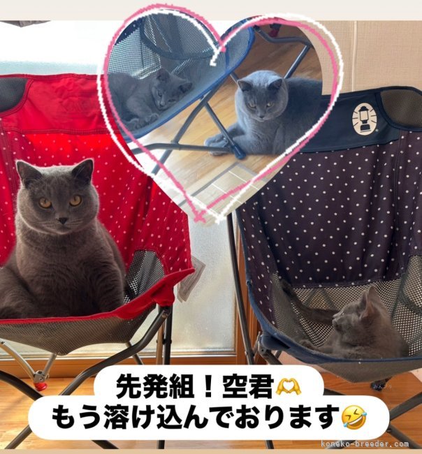 高林弥生ブリーダーのブログ：📨ニュースFlash✨お便りでーす
