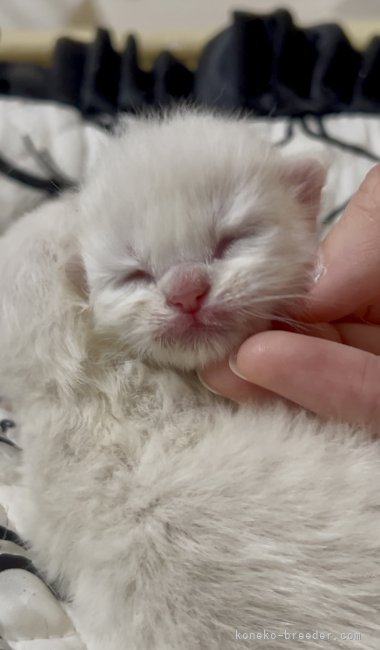 高林弥生ブリーダーのブログ：🍼🐾ラグドールBabyが誕生しました💐