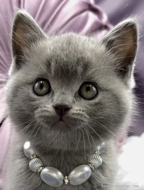 ID:2105-01807の子猫