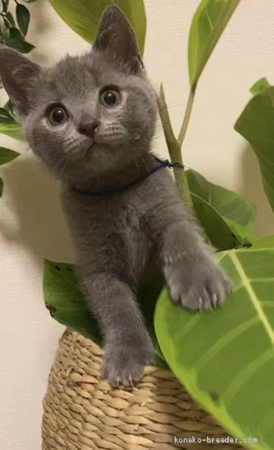 のん 様のお迎えした子猫