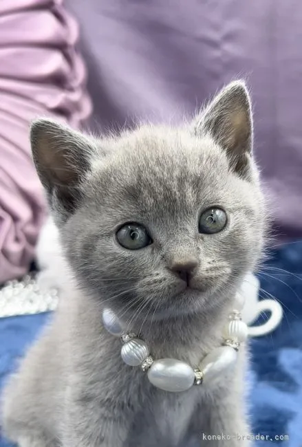 みぎ 様のお迎えした子猫