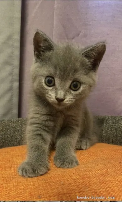 ID：2006-01481の子猫