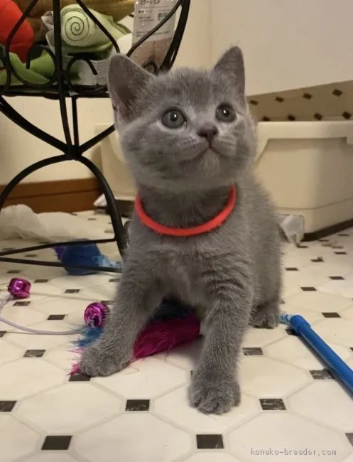 こむぎさん 様のお迎えした子猫