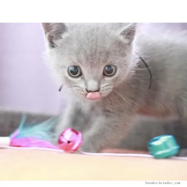けす 様のお迎えした子猫