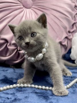 シャルトリュー【奈良県・男の子・2021年2月12日・ブルー（ショート(ダブルコート)）】の写真「遊ぶの大好き❤みずいろ王子✨」