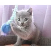 シャルトリュー【奈良県・男の子・2020年5月14日・ブルー】の写真2「いつでも遊んでまーす❣️」