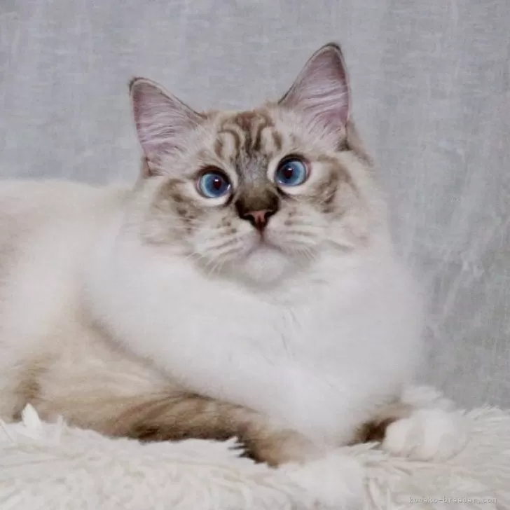 ラグドール【奈良県・男の子・2025年1月10日・シール リンクス ミテッド】の写真1「表情がとても可愛いプリンスです💝」