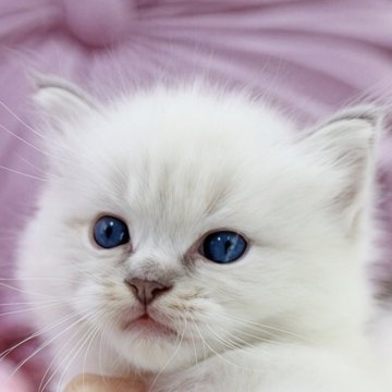 ラグドール【奈良県・男の子・2025年9月30日・ブルーリンクス ミテッド】の写真「間違いのない1000年に一度の美少年💎」