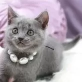 シャルトリュー