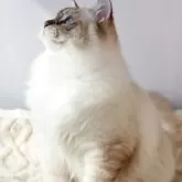 ラグドール【奈良県・男の子・2025年1月10日・シール リンクス ミテッド】の写真7