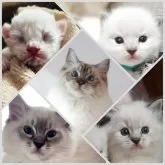 ラグドール【奈良県・男の子・2025年1月10日・シール リンクス ミテッド】の写真3「生まれてからのお顔の経過」