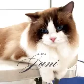 ラグドール【奈良県・男の子・2025年1月10日・シール リンクス ミテッド】の写真11「パパ🇭🇺TICAトリプルグランドチャンピオン🏆」