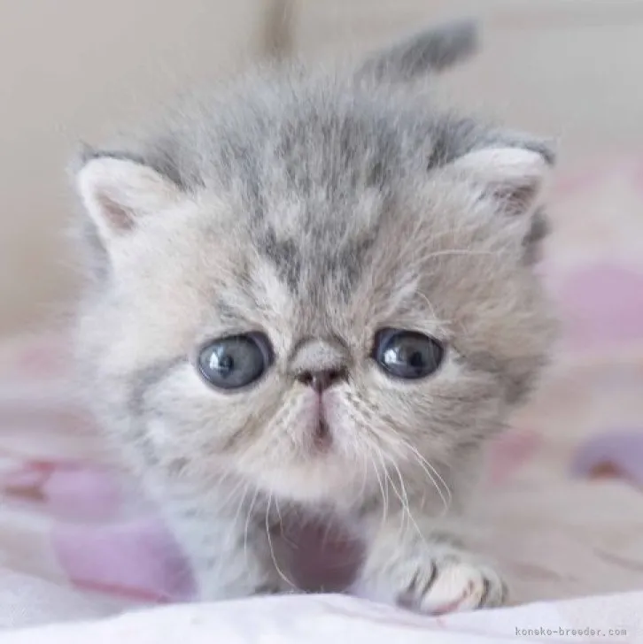 ID：2304-01721の子猫