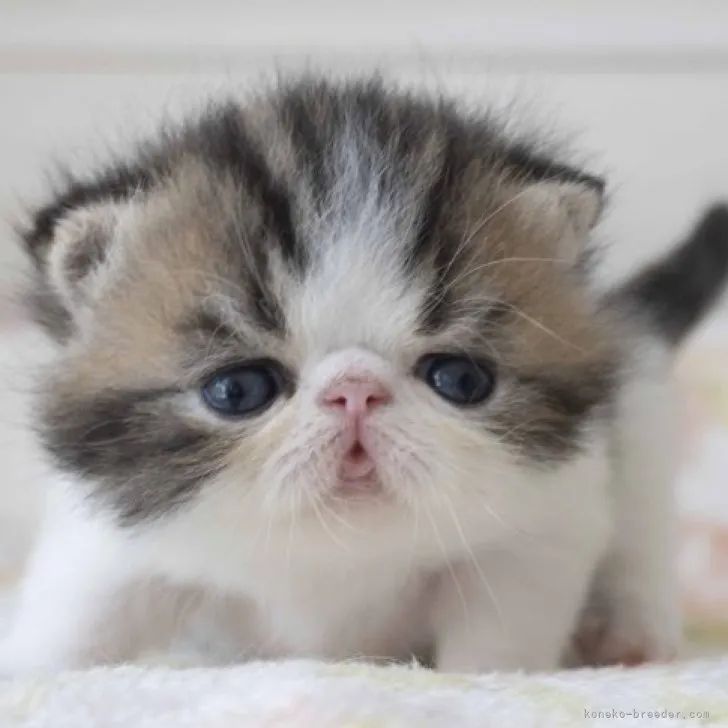 ID：2310-02765の子猫