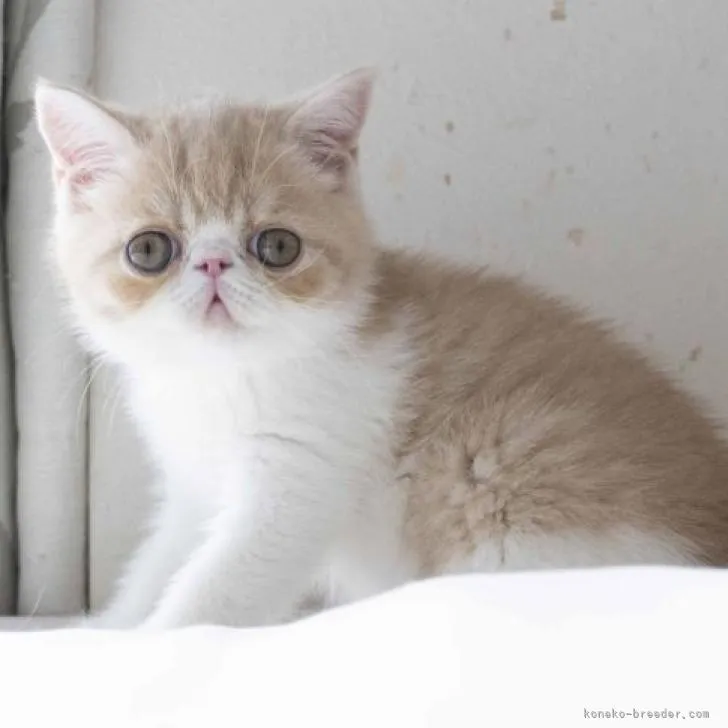 ID：2206-02936の子猫