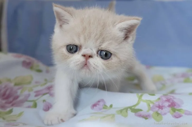 ID:2109-02540の子猫