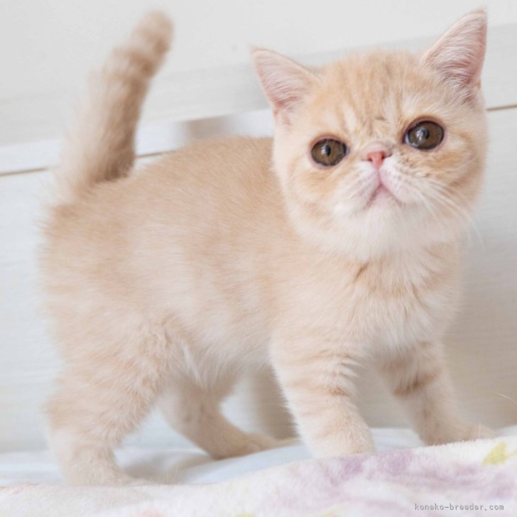 リフレッシュメントトイ エキゾチックショートヘア カップケーキ