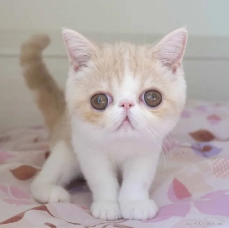 ID:2306-01333の子猫