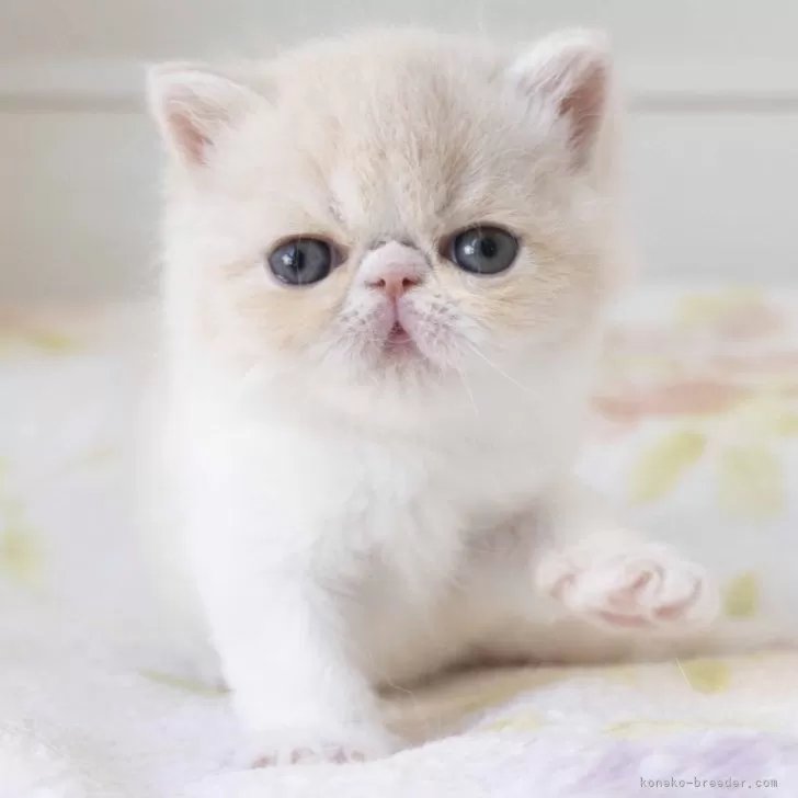 ID:2403-02860の子猫