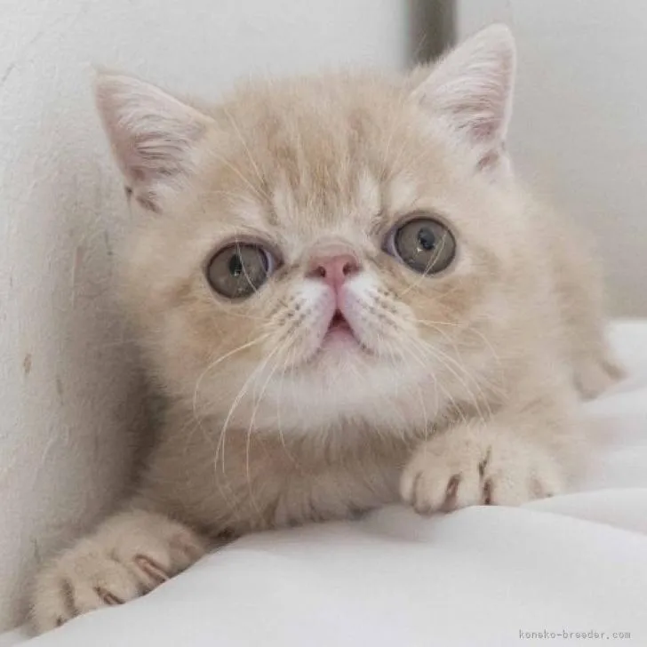 ID：2206-02941の子猫