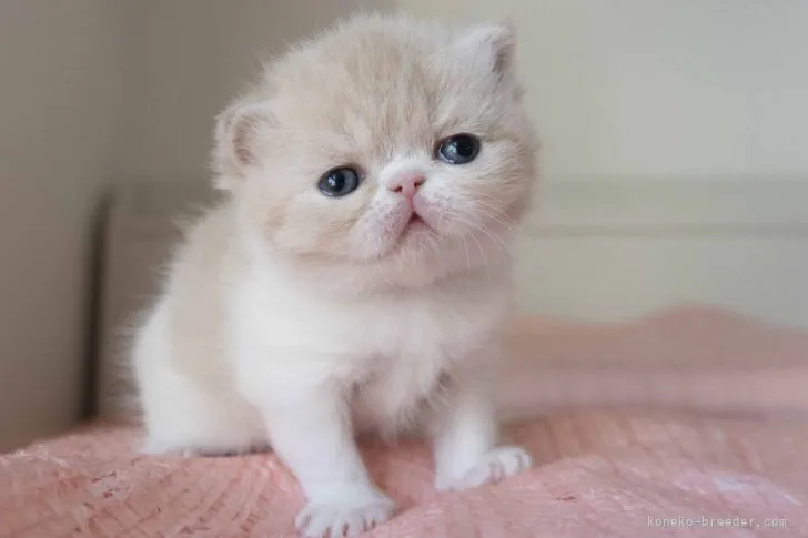 ID:2201-02032の子猫